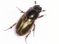 Melinopterus sphacelatus